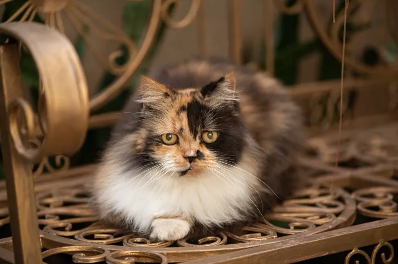 Pratos com diversas texturas e esmaltes