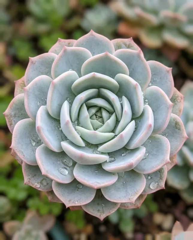 Echeveria close-up